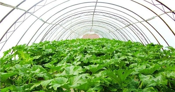 大棚保温使用蒸汽发生器保温又保湿助力蔬菜生长