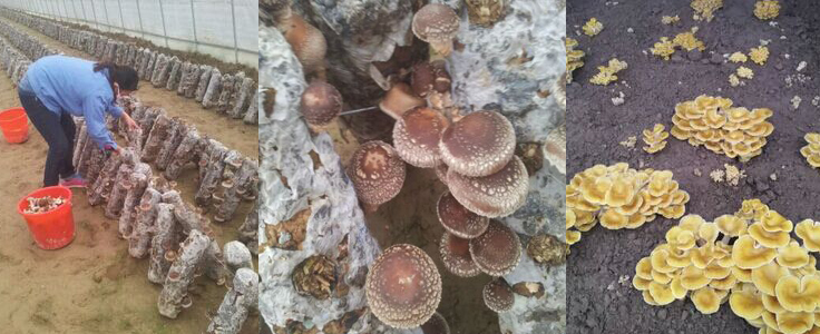 蒸汽发生器保温保湿下蘑菇生长