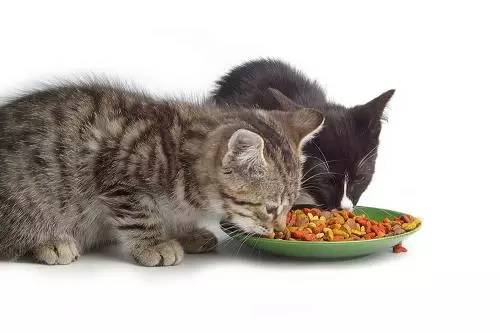 猫粮食品加工蒸汽发生器