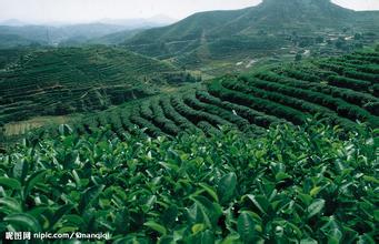 诺贝思电热蒸汽发生器推动茶叶文化成倍提高制茶效率