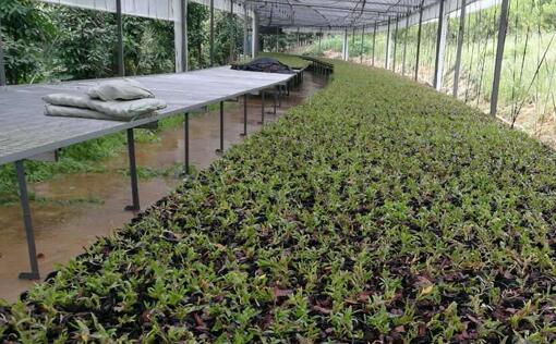 铁皮石斛培养种植基地采购诺贝思电蒸汽发生器供培养基加温消毒